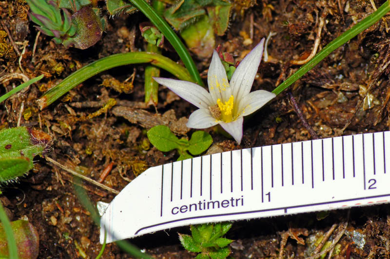 Sardegna: Romulea columnae Sebast. & Mauri